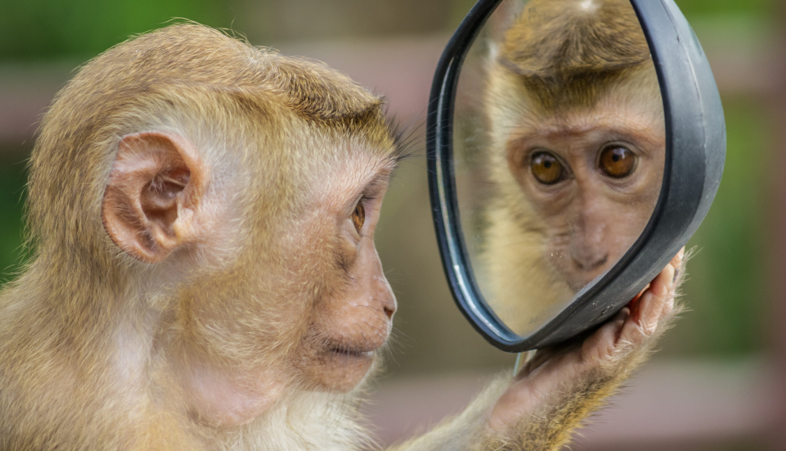 Monkey looking in mirror