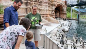 Zookeeper and guests with penguins