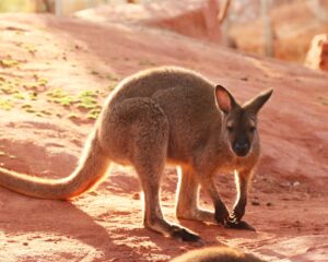 Kangaroo