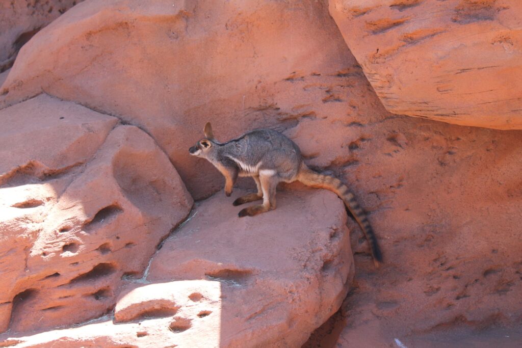 Living Desert Blog Image