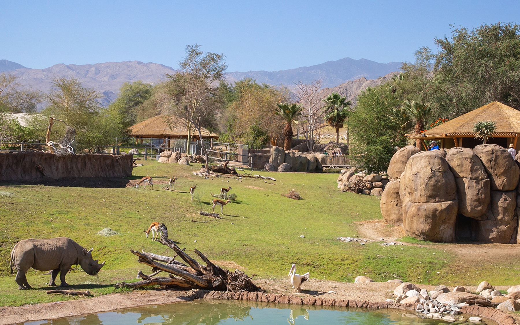 Living Desert Zoo and Gardens | Rhino Savanna
