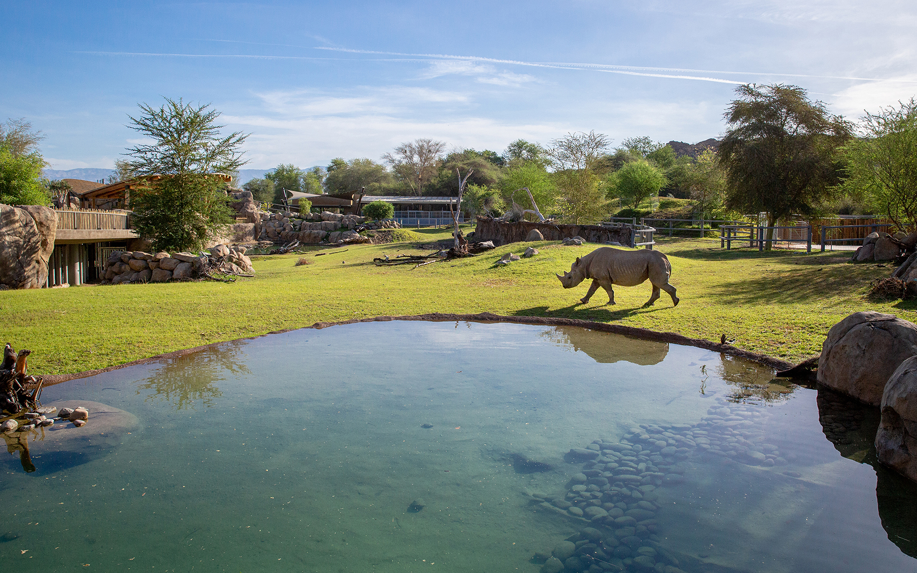 Living Desert Zoo and Gardens | Rhino Savanna