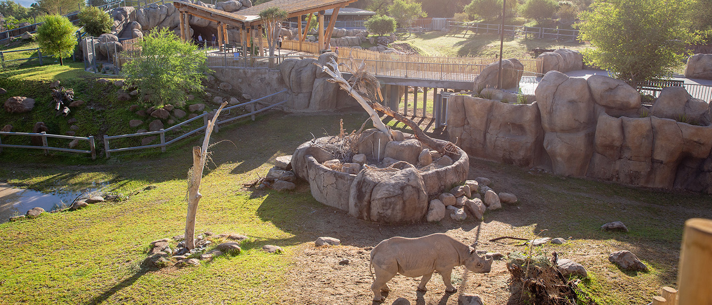 Living Desert Zoo and Gardens - Rhino Savanna