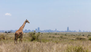 giraffe in open area with city skyline in background