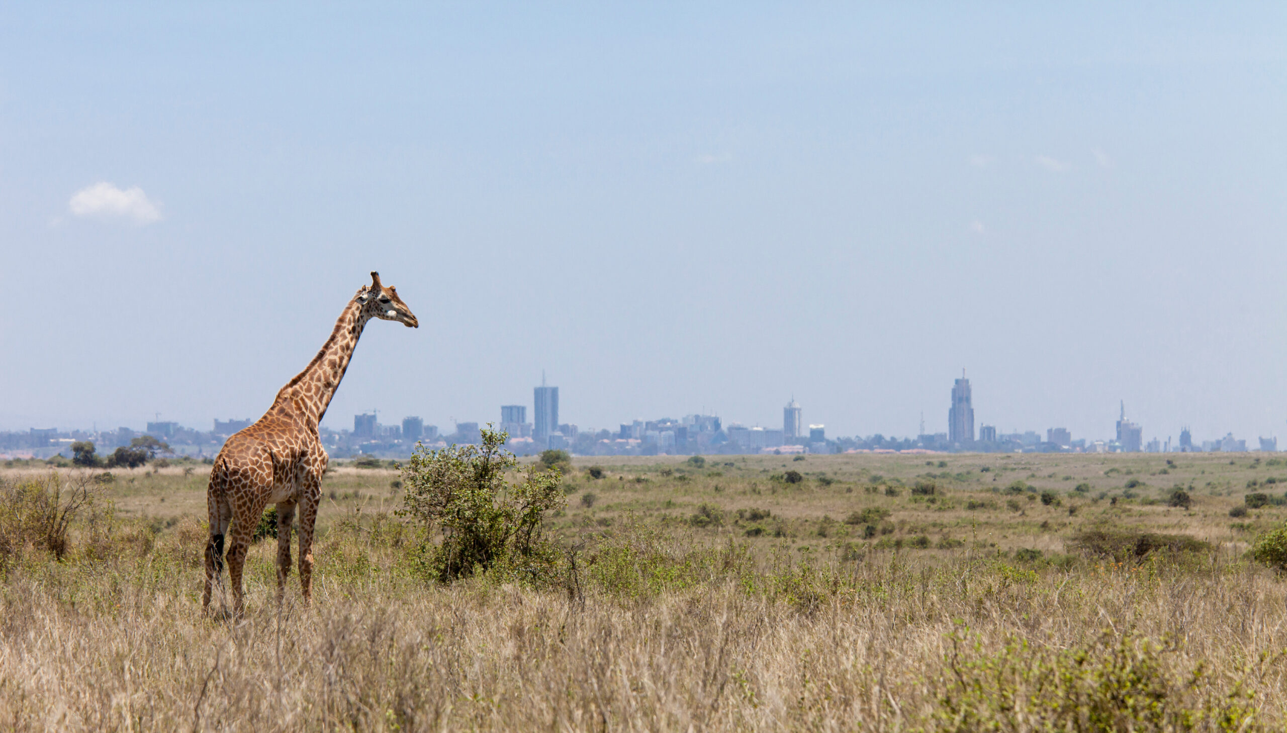 giraffe in open area with city skyline in background