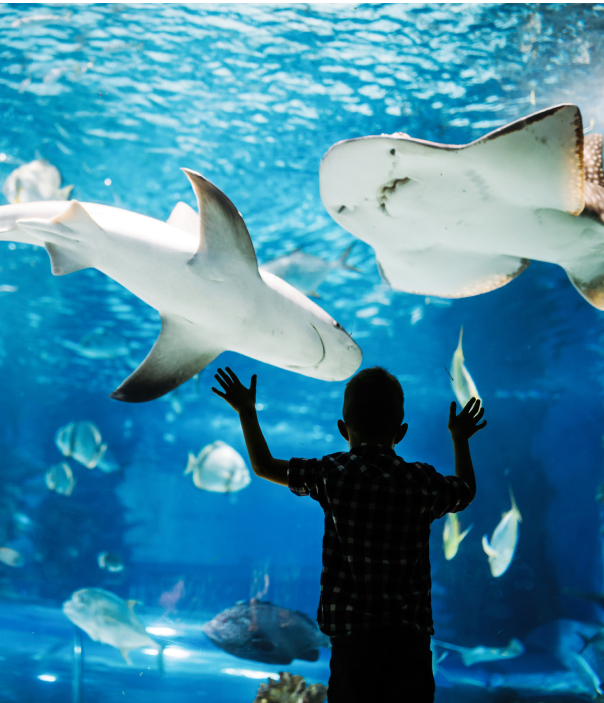 children enjoying an aquarium display