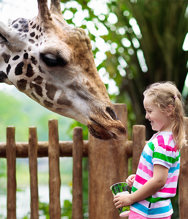 children enjoying a giraffe