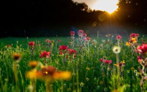 Preston Browning Unsplash